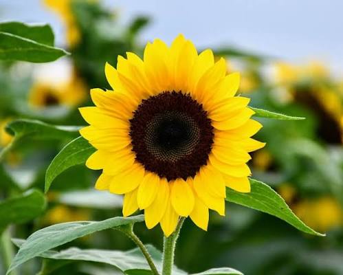 Blog Images